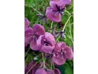 Akebia pięciolistkowa  (Acebia quinata)