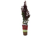 Berberys (Berberis thunbergii) mix don. 1 l