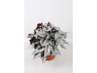 Begonia (Begonia) Artic Bree - don. 17 cm