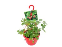 Poziomka w wiszącej donicy (Fragaria vesca) don. 19 cm