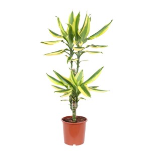 Dracena (Dracaena) w doniczce z żółto-zielonymi liśćmi.