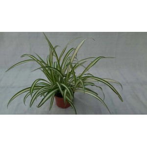 Zielistka w doniczce, dekoracyjna roślina doniczkowa o długich, wąskich liściach.