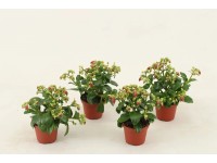Żyworódka (Kalanchoe Dream Bells) - don. 8 cm