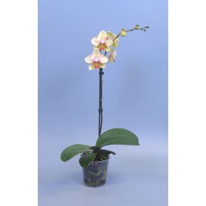 Żółto-różowa orchidea w doniczce, roślina doniczkowa do Twojego domu.