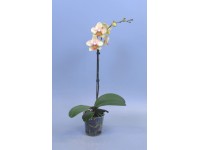 Falenopsis - Ćmówka - Storczyk (Phalaenopsis sp.) 1pęd wys. 60cm don. 12cm