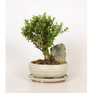 Bonsai z kamieniem dekoracyjnym w doniczce (ok. 16 cm Ø).