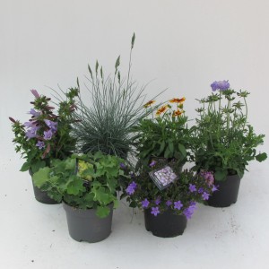 Różne kwitnące rośliny doniczkowe, idealne na rabaty i balkony. Rośliny kwitnące w doniczkach.