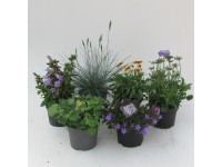 Byliny mix cc  wys. 20-50cm don. 19cm