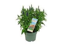 Przetacznik (Veronica) - don. 19 cm