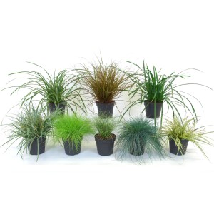 Różne trawy ozdobne z kategorii Trawa pampasowa w doniczkach.