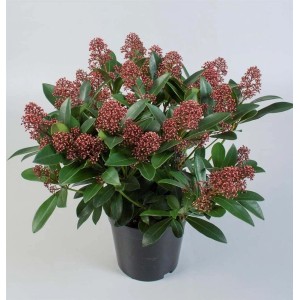 Doniczkowa roślina t.b.t. z czerwonymi pąkami kwiatowymi.