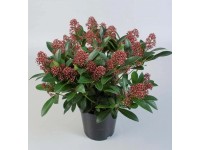 Skimia japońska (Skimmia Rubella) - don. 19 cm