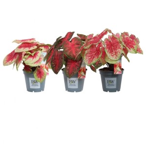 Trzy rośliny t.b.t. (Rośliny kwitnące) z czerwonymi i zielonymi liśćmi w szarych doniczkach.