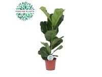 Fikus (Ficus lyrata) - don. 17 cm