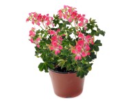 Pelargonia zwisająca w odmianach (Pelargonium peltatum)
