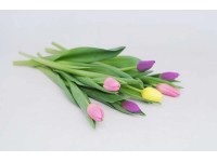 Tulipan cięty 1szt