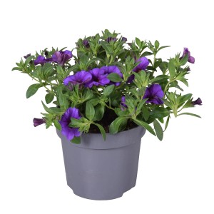 Calibrachoa w doniczce, fioletowe kwiaty, krzaczasta roślina na balkon i do ogrodu.