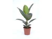 Fikus (Ficus) elastica Robusta - don. 14 cm