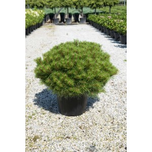 Zielona Sosna w doniczce. Ozdobna sosna do ogrodu i na taras.