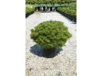 Sosna czarna (Pierrick Bregeon) - don. 30 l