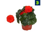Begonia (Begonia) Thub Fortune - don. 12 cm