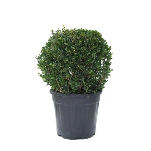 Bukszpan kulisty w doniczce, zielone liście. Zimozielona roślina do ogrodu i na balkon.