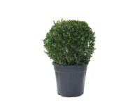Ostrokrzew bukszpanowy Luxus G - wys. 20 cm