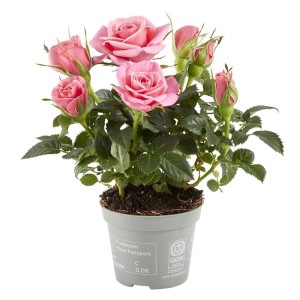 Róża t.b.t. w doniczce: Delikatna, różowo kwitnąca róża jako roślina doniczkowa.