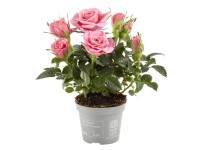 Róża mini  (Rosa) don. 6 cm