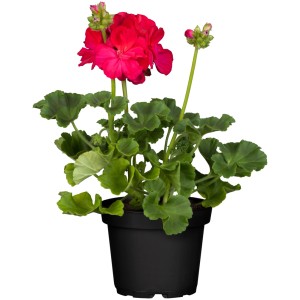 Stojąca pelargonia (Pelargonium Zonale) w doniczce, jaskrawoczerwone kwiaty i zielone liście.