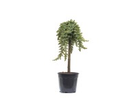 Jałowiec drzewko Blue wys. 60-80 cm don. 18l
