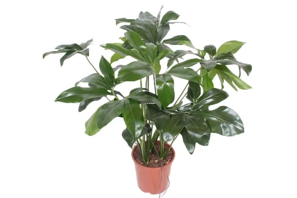 photinia fraseri hochstamm Glanzmispel – Photinia 'Pink Marble' (Mehrstämmig) – Blupf by Kitzinger main image 0