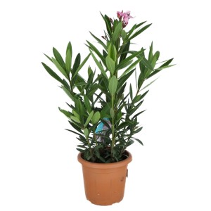 Oleander pospolity (Nerium oleander) mix don. 19 cm