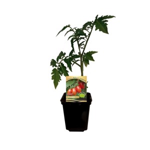 Młoda roślina 't.b.t.' w doniczce, warzywo do ogrodu lub na balkon.