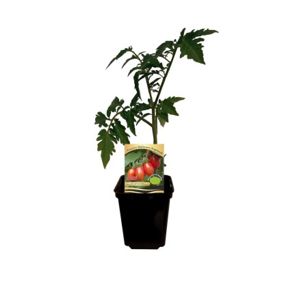 Pomidory egzotyczne don. 9 cm