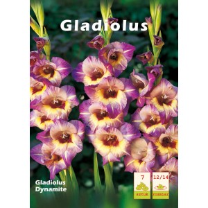Opakowanie cebulek mieczyków Dynamite z fioletowo-żółtymi kwiatami.