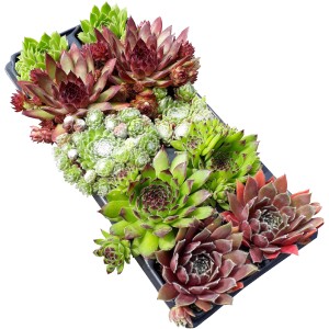 Rozchodnik OBI, 10 sztuk: Różnokolorowe, mrozoodporne rozety Sempervivum w palecie.