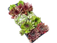 Rojnik (Sempervivum) mix - 10-pak