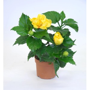 Żółty hibiskus chiński (Hibiscus rosa-sinensis) w doniczce, egzotyczna roślina doniczkowa z zielonymi liśćmi.