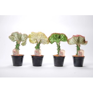 Różnokolorowe kaktusy t.b.t. w doniczkach, wybór dekoracyjnych sukulentów.