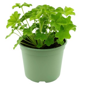 Przywrotnik ostroklapowy (Alchemilla mollis) don. 17 cm