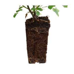 t.b.t. Róża karłowata z bryłą korzeniową, idealna do sadzenia.