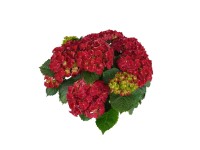 Hortensja Hydrangea 4-5 kwiaty czerwona wys. 30cm don. 14cm