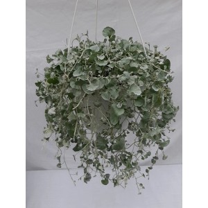 Wisząca roślina letnia t.b.t. o srebrnych liściach w doniczce.
