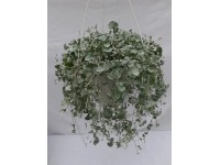 Dichondra