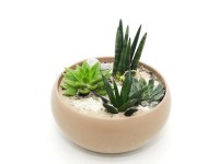 Rośliny mix w misie ceramicznej 25 cm