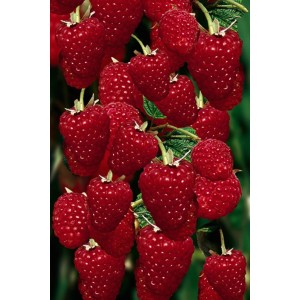 Świeże, czerwone maliny odmiany t.b.t. na krzaku.