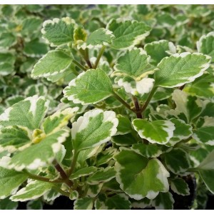 Roślina t.b.t. z zielono-białymi, pstrokatymi liśćmi. Kwitnąca roślina doniczkowa.