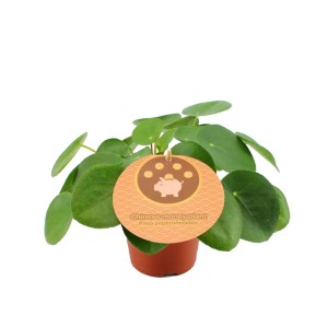 Pilea Peperomioides wys. 15-20cm