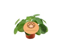 Pilea Peperomioides wys. 15-20cm
